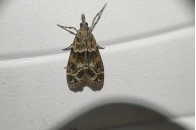 <i>Eudonia mercurella</i>