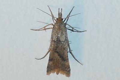 <i>Synaphe punctalis</i>