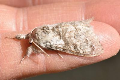 <i>Calliteara pudibunda</i>