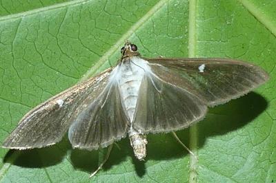 <i>Cydalima perspectalis</i>