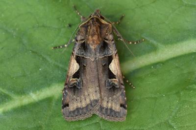 <i>Xestia c-nigrum</i>