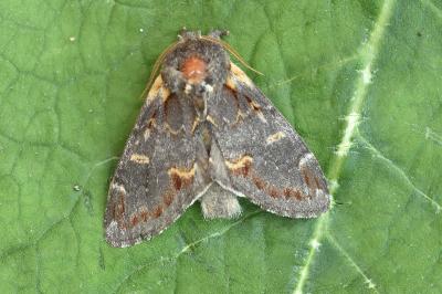 <i>Notodonta dromedarius</i>