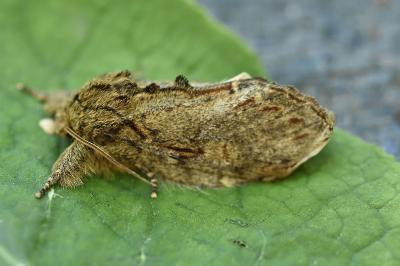 <i>Peridea anceps</i>