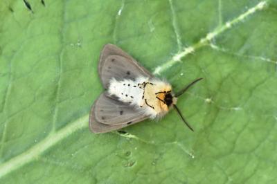 <i>Diaphora mendica</i>