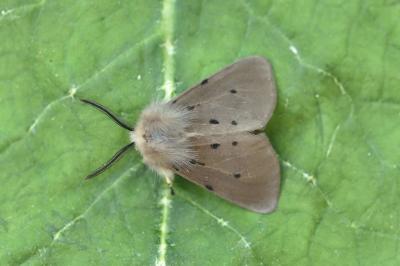 <i>Diaphora mendica</i>