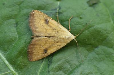 <i>Rivula sericealis</i>