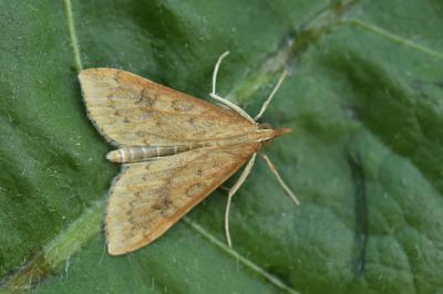 <i>Udea ferrugalis</i>