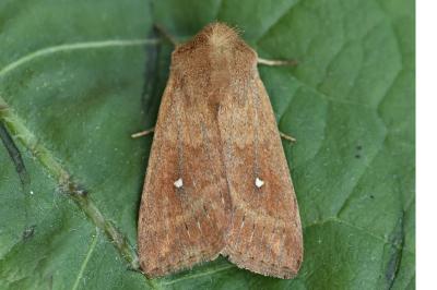 <i>Mythimna albipuncta</i>