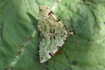 <i>Colostygia pectinataria</i>