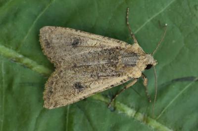 <i>Peridroma saucia</i>