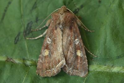 Lacanobia oleracea