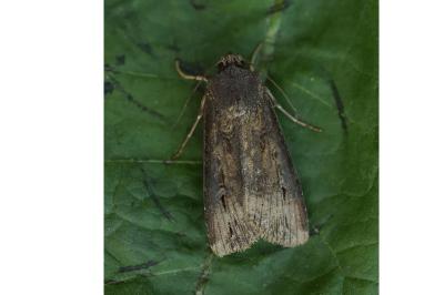 <i>Agrotis ipsilon</i>