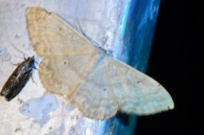 <i>Idaea deversaria</i>