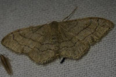<i>Idaea aversata</i>