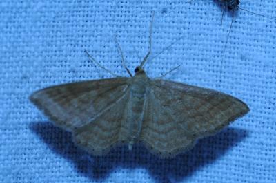 <i>Idaea ochrata</i>