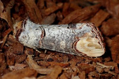 <i>Phalera bucephala</i>