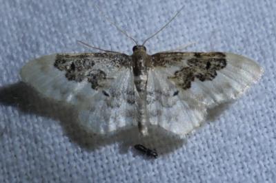 <i>Idaea rusticata</i>