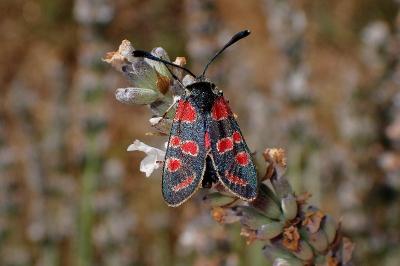 <i>Zygaena carniolica</i>