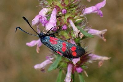 <i>Zygaena filipendulae</i>
