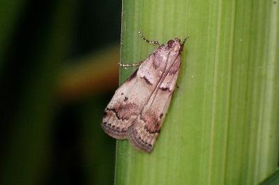 <i>Acrobasis fallouella/glaucella</i>