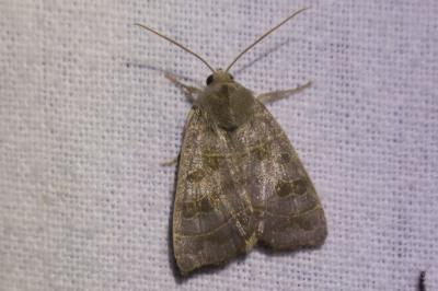 <i>Ipimorpha subtusa</i>