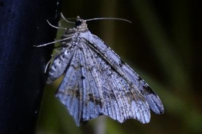 <i>Macaria alternata</i>
