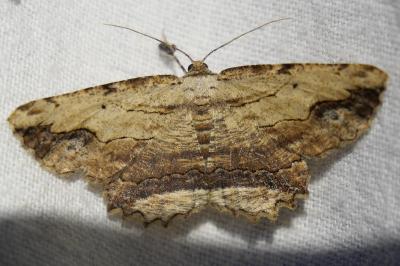 <i>Menophra abruptaria</i>