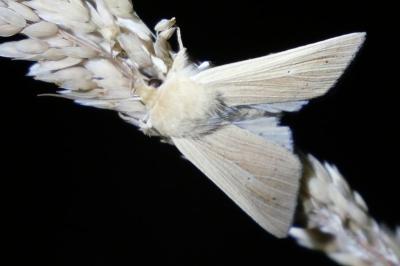 <i>Mythimna pallens</i>