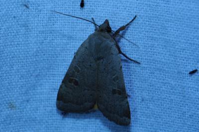 <i>Noctua comes</i>