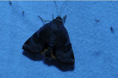 <i>Noctua janthina</i>