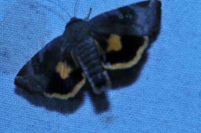 <i>Noctua janthina</i>