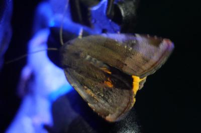 <i>Noctua janthe/janthina</i>