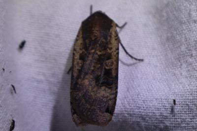 <i>Noctua pronuba</i>