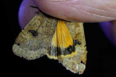 <i>Noctua pronuba</i>