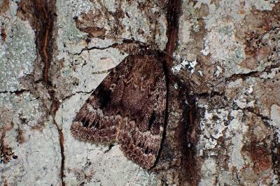 <i>Amphipyra pyramidea</i>