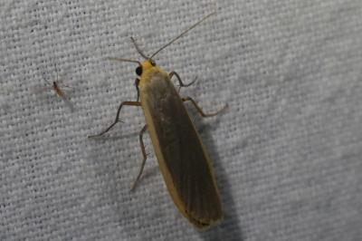 <i>Nyea lurideola</i>