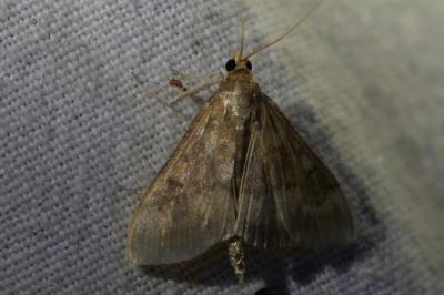 <i>Ostrinia nubilalis</i>