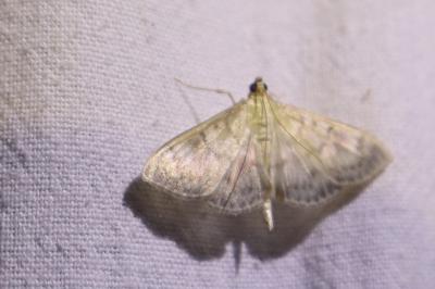 <i>Patania ruralis</i>