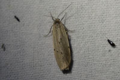 <i>Pelosia muscerda</i>