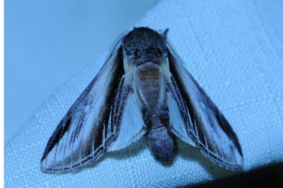 <i>Pheosia tremula</i>