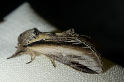 <i>Pheosia tremula</i>