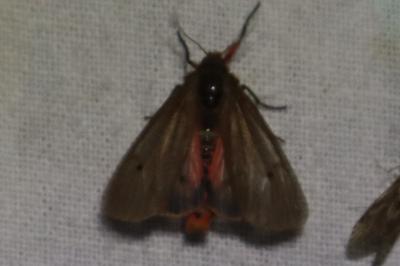 <i>Phragmatobia fuliginosa</i>