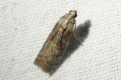 <i>Phycita roborella</i>