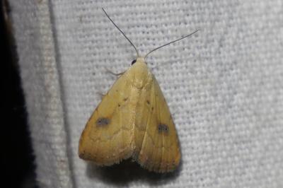 <i>Rivula sericealis</i>