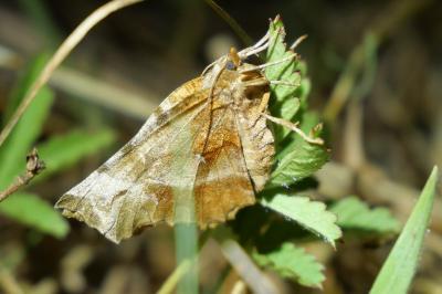 <i>Selenia dentaria</i>