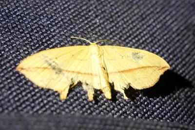 <i>Timandra comae</i>
