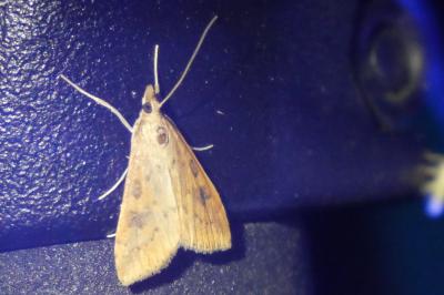 <i>Udea ferrugalis</i>