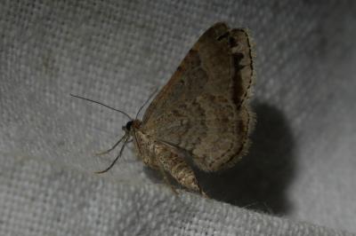<i>Xanthorhoe</i>