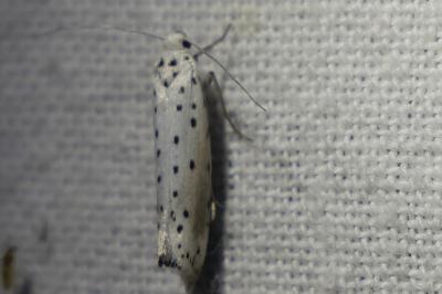 <i>Yponomeuta</i>