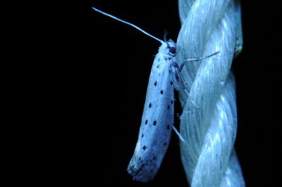 <i>Yponomeuta malinella</i>